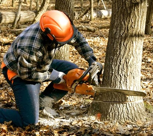 Tree Removal in Green Isle, MN
